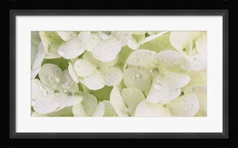 Framed Close-up of Snowball Bush Flowers with Mist Droplets, Sacramento, California Print