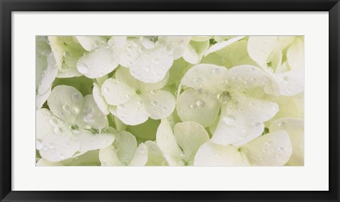 Framed Close-up of Snowball Bush Flowers with Mist Droplets, Sacramento, California Print
