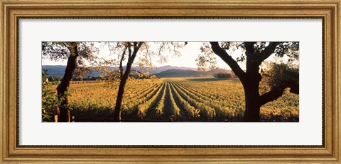 Framed Vines in Far Niente Winery, Napa Valley, California Print