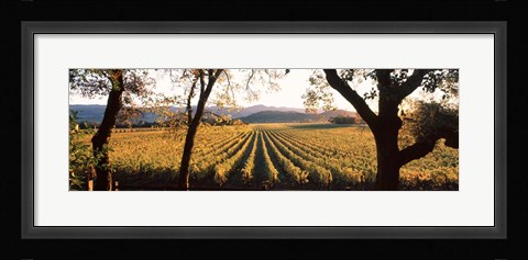 Framed Vines in Far Niente Winery, Napa Valley, California Print