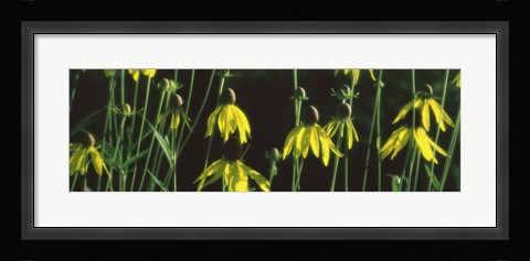 Framed Black-eyed Susan Blooming Print