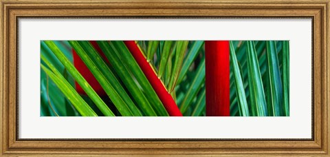 Framed Detail of Palm Leaves, Hawaii Islands Print