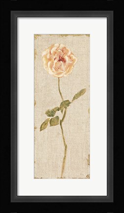 Framed Pale Rose Panel on White Vintage v2 Print