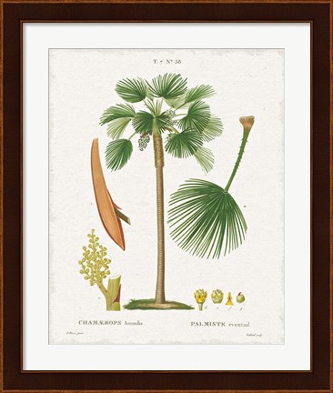 Framed Island Botanicals I Print