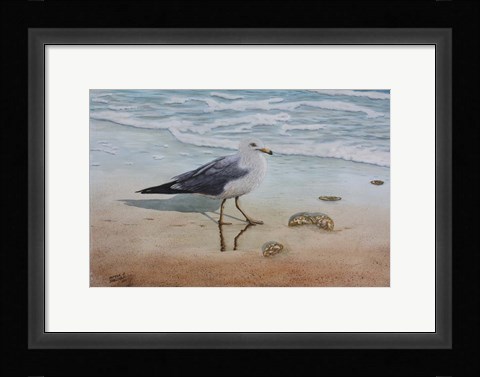 Framed 1 Seagull Print
