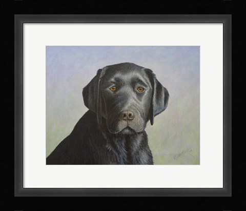 Framed Black Labrador Retriever Print