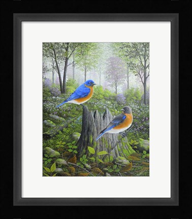 Framed Spring Bluebirds Print