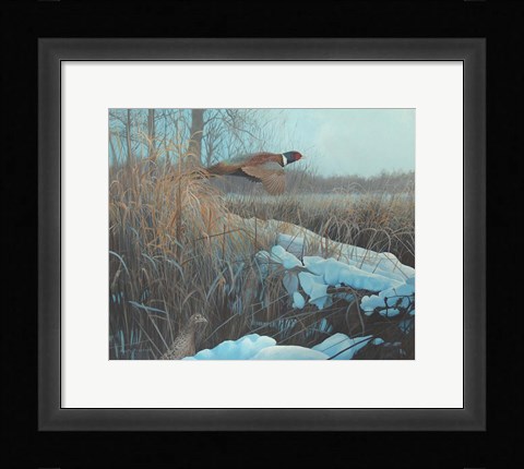 Framed Pheasent Print