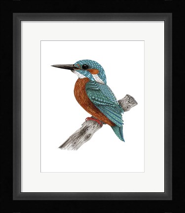 Framed Mr Kingfisher Print