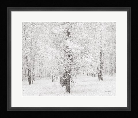 Framed Snow Covered Cottonwood Trees Print