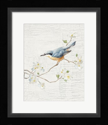 Framed Nuthatch Vintage v2 Print