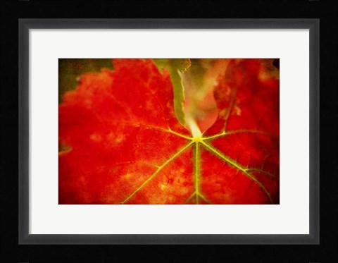 Framed Autumn's Fire Print