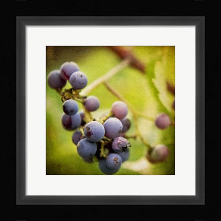 Framed Awaiting Harvest Print