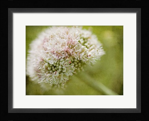 Framed Ever So Softly Print