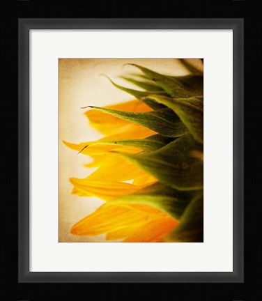 Framed Late Bloomer Print