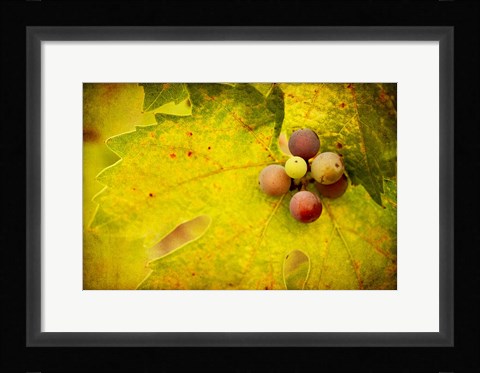 Framed Leaf and Cluster 1 Print