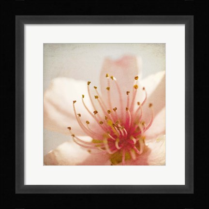 Framed Spring Whispers 3 Print
