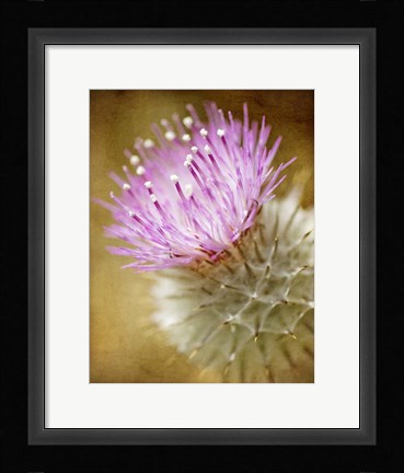 Framed Thistle Bloom Print
