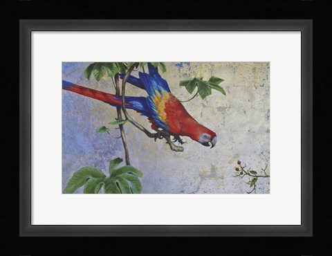 Framed Parrot Print