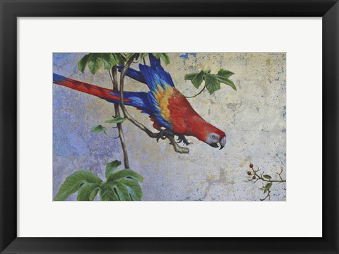 Framed Parrot Print
