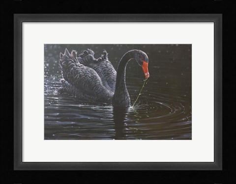 Framed Black Swan Print