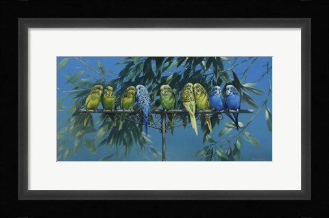 Framed Budgies Print