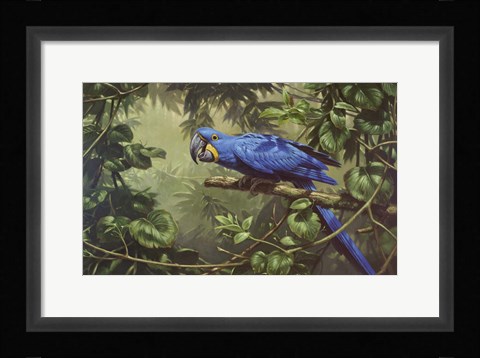 Framed Hyacinth Macaw Print