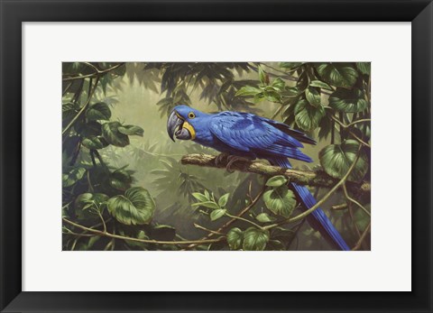 Framed Hyacinth Macaw Print