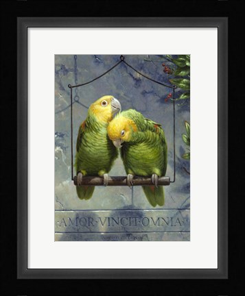 Framed Pair of Lovebirds Print