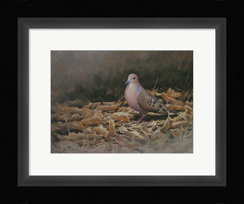 Framed Mourning Dove Print