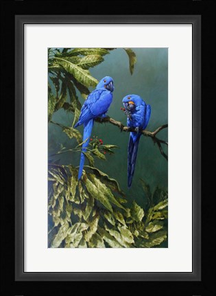 Framed Pair of Blue Parrots Print