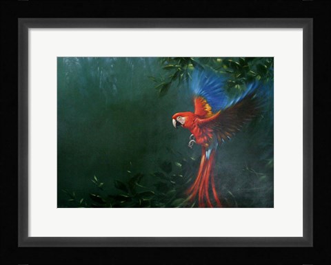 Framed Scarlet Macaw 2 Print