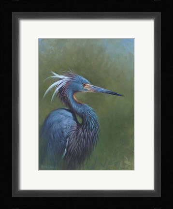 Framed Tricolour Egret Print