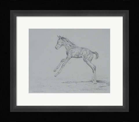 Framed Foal Sketch Print