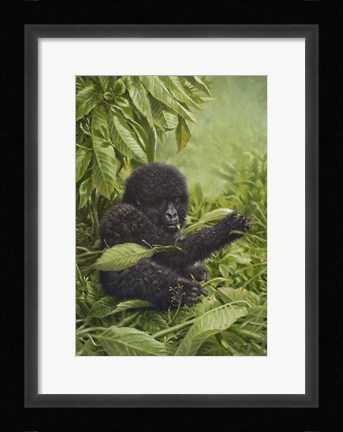Framed Prince Of The Virungas Print