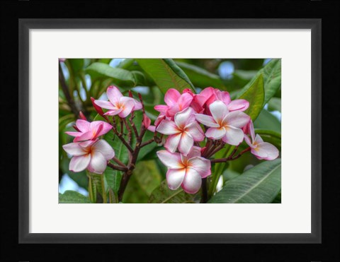 Framed Pink Splendor Print