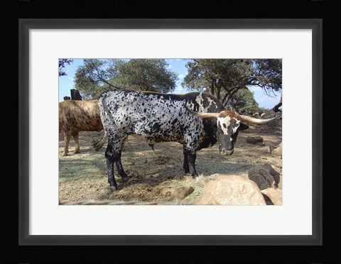 Framed Cattle Print