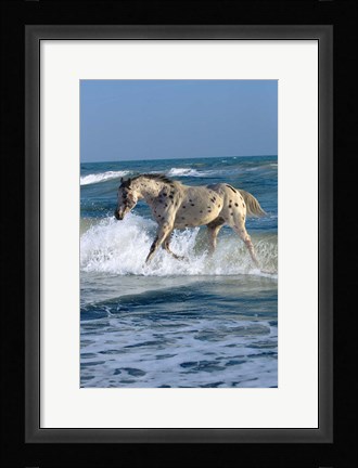 Framed Appaloosa Sea Print