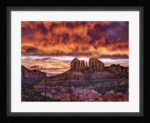 Framed Pink Morning Glory IV Print
