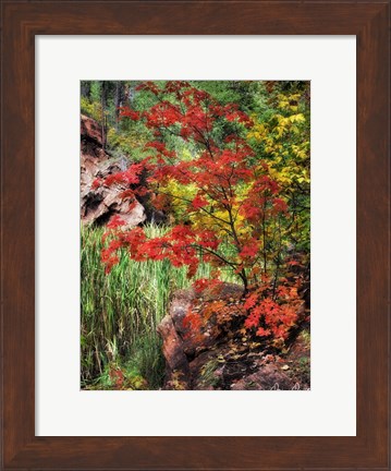 Framed Peaceful Woods I Print