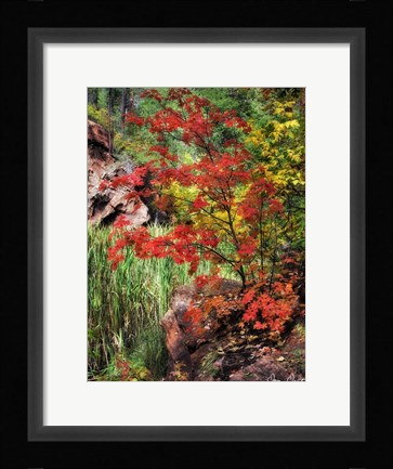 Framed Peaceful Woods I Print