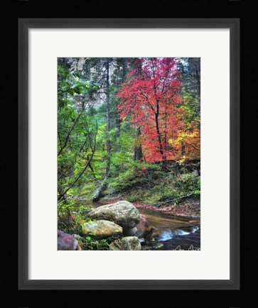 Framed Peaceful Woods II Print