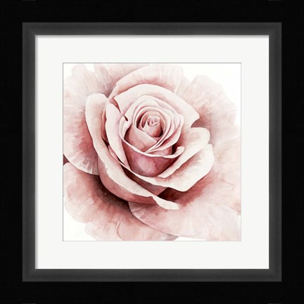 Framed Pink Rose I Print