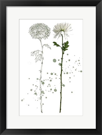 Framed Botany Flower IV Print