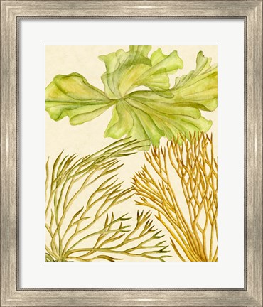 Framed Vintage Seaweed Collection I Print