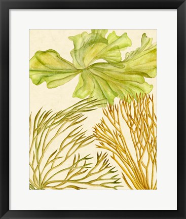 Framed Vintage Seaweed Collection I Print