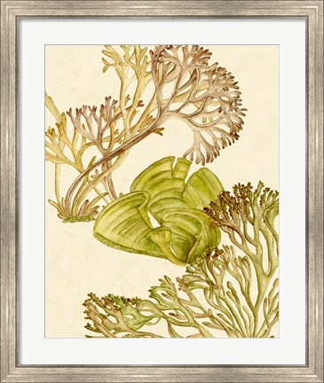 Framed Vintage Seaweed Collection II Print