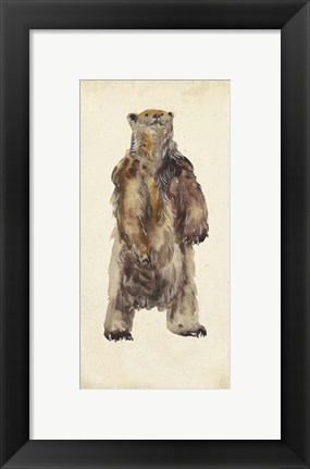 Framed Brown Bear Stare I Print