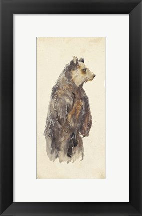 Framed Brown Bear Stare II Print