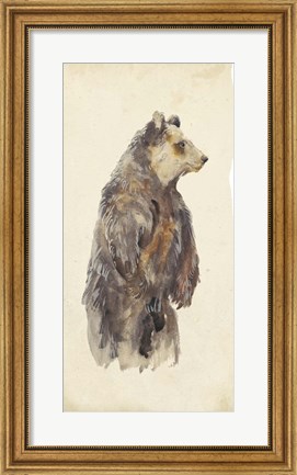 Framed Brown Bear Stare II Print